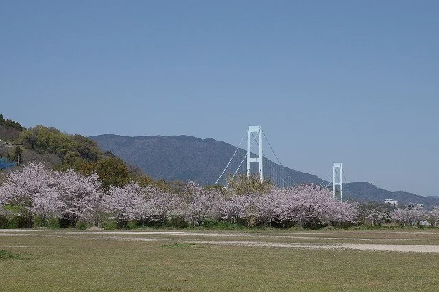 桜が咲いたとびしまと安芸灘大橋