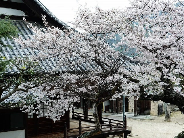 とびしまの桜の咲いた境内