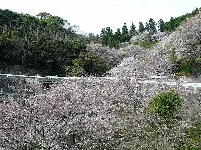 坂を見上げると、とびしまの間もなく満開の桜
