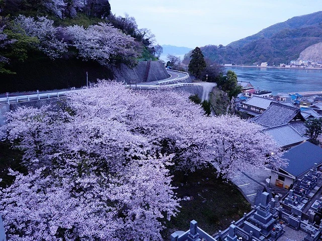 とびしまの満開の桜