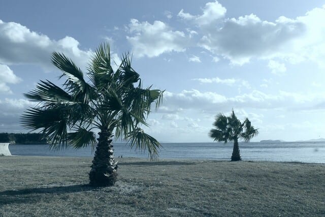 南の木が風になびく県民の浜