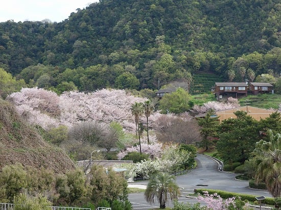 県民の浜から見下ろす桜のある景色