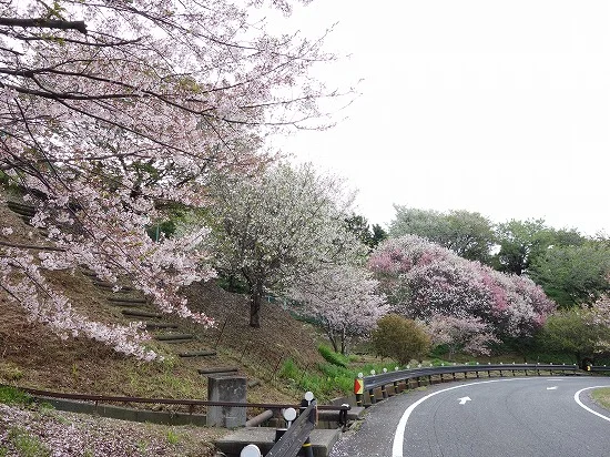 桜並木の道路