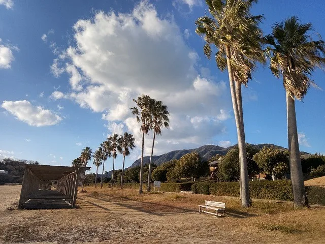 青空と県民の浜の南の木