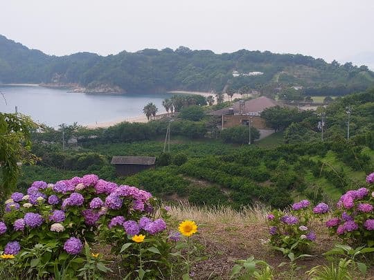 紫陽花ととびしま