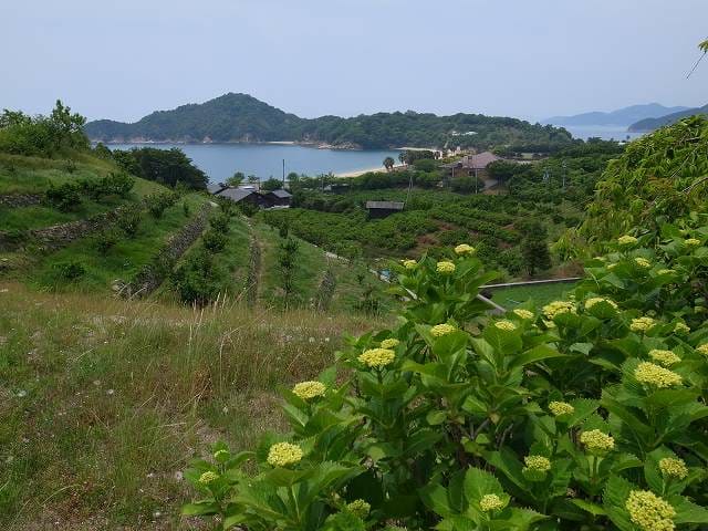 開花前の紫陽花越しに見るとびしまの風景