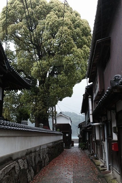 大木のある御手洗の塀沿いの道1