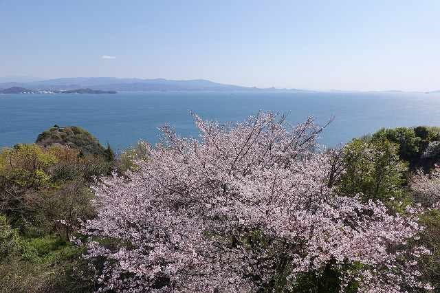 桜越しに見るとびしまの海