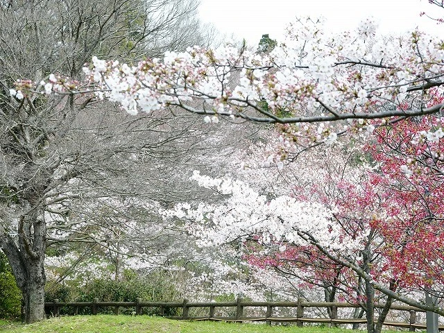 とびしまの間もなく満開の桜