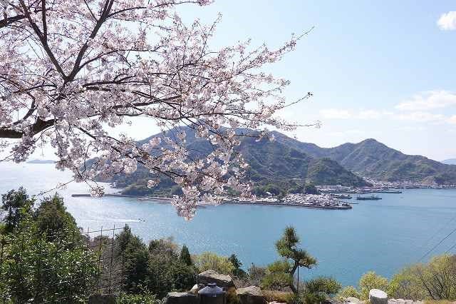 満開に咲いた桜越しに見える大崎下島